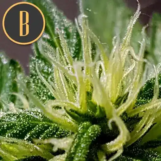 Blimburn Seeds Hanfsamen Kabrales Auto