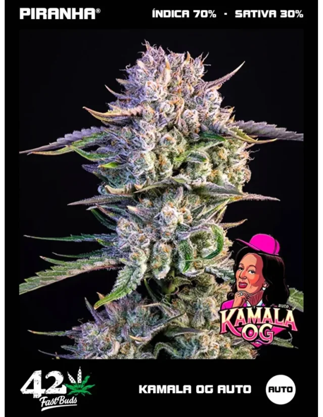 Fast Buds Sementes de Cannabis Kamala OG Auto