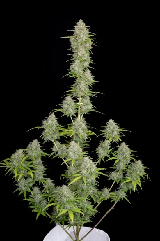 Fast Buds Sjemenke kanabisa Orange Sherbet Auto