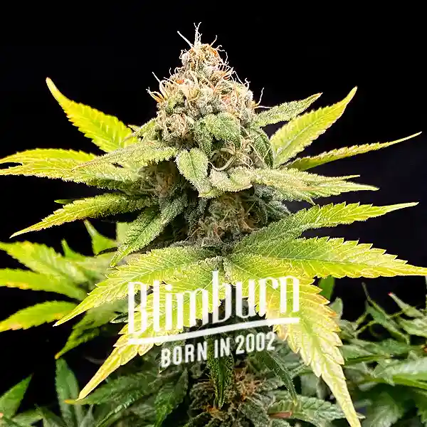 Blimburn Seeds Seminte de Canabis C Banana Feminizate