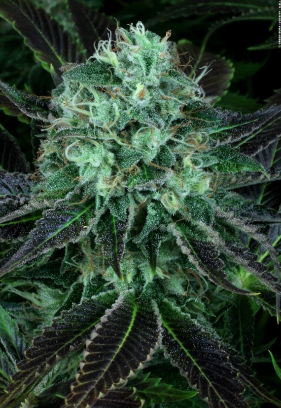 T.H.Seeds™ Semințe de canabis Darkstar™, pachet 5+1, obișnuite