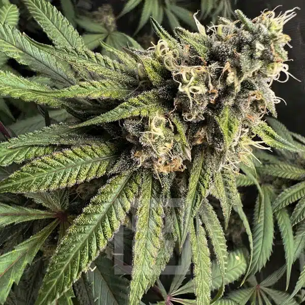 Blimburn Seeds Cannabis Seeds Cafe Racer Feminiseret