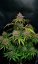 Fast Buds Cannabis Seeds Gorilla Punch Auto