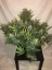 Fast Buds Sjemenke konoplje Gorilla Auto