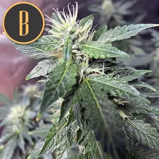 Blimburn Seeds Cannabisfrø Sweety Auto