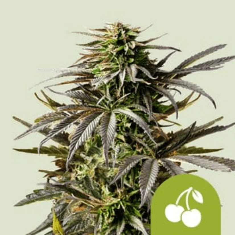 Royal Queen Seeds Seminte de canabis Cherry Pie Auto