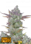 Fast Buds Cannabis Seeds Gorilla Cookies Auto