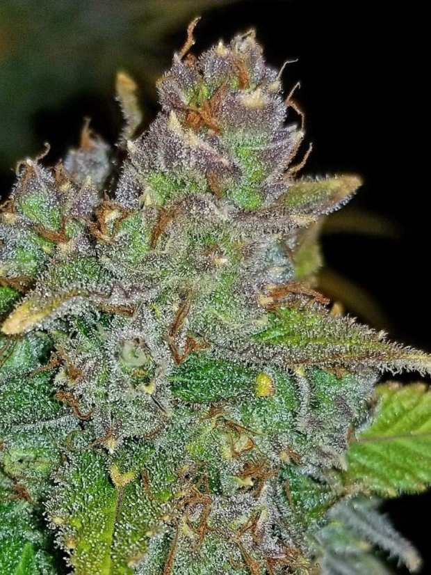 Fast Buds Biji Ganja Blue Dream Auto