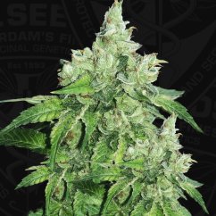 T.H.Seeds™ Seminte de canabis Citron Givré, pachet special 6+1, feminizate