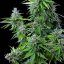 Royal Queen Seeds Seminte de canabis Royal Cookies Auto