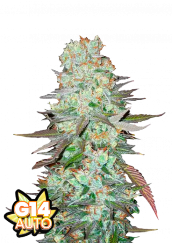 Fast Buds Sjemenke konoplje G14 Auto