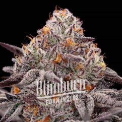 Blimburn Seeds Semena konoplje Reeze McFlurry Feminized