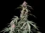Fast Buds Semi di Cannabis Amnesia Zkittlez Auto