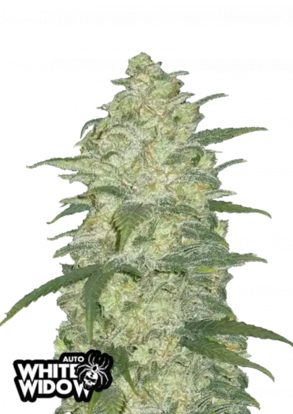 Fast Buds Sjemenke konoplje White Widow Auto
