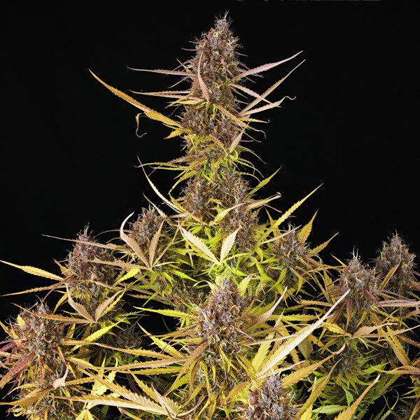 Royal Queen Seeds Semințe de canabis Purple Queen Auto