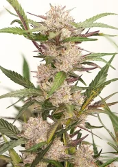 Dutch Passion Cannabisfrön Auto Mimosa Punch® Autoflowering
