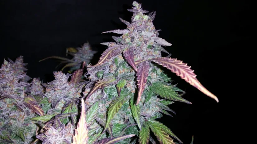 Semințe de Cannabis Fast Buds Fastberry Auto