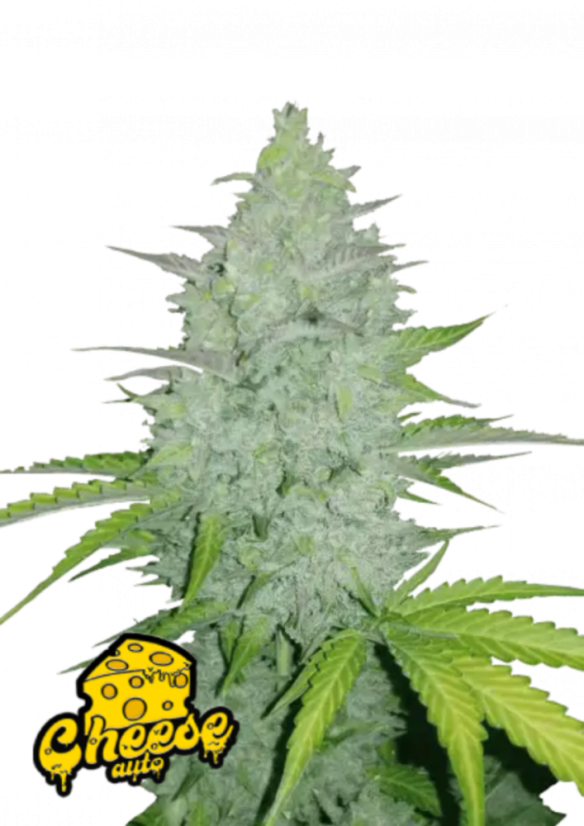 Fast Buds Sjemenke Kanabisa Cheese Auto