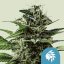 Royal Queen Seeds Cannabis Seeds Tatanka Pure Feminized (korkea CBD)