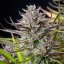 Royal Queen Seeds Seminte de canabis Mimoza feminizate