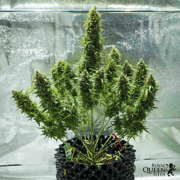 Royal Queen Seeds Seminte de canabis Royal Jack Auto