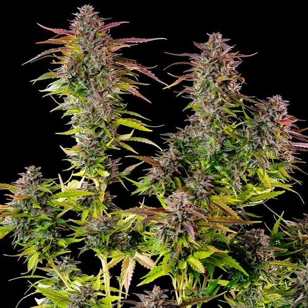 Royal Queen Seeds Seminte de Canabis Biscuiti Gelato Feminizat