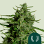 Semințe de canabis Royal Queen Seeds Titan F1 Auto