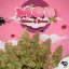 T.H.Seeds™ Cannabis Seeds MOB™, 6+1 specialpakke, feminiseret