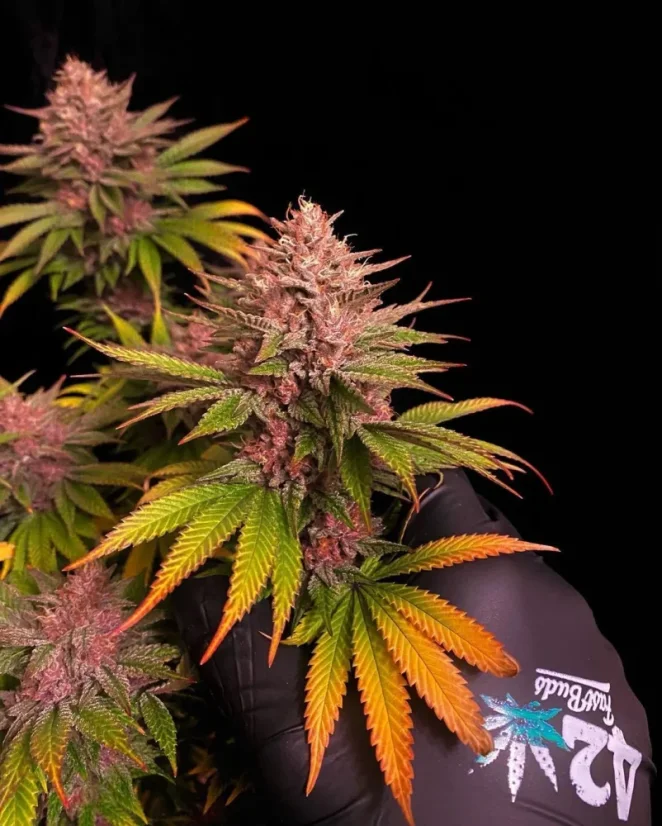 Fast Buds Sjemenke konoplje Purple Lemonade FF