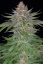 Fast Buds Cannabis Seeds Strawberry Pie Auto