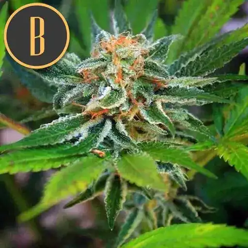 Blimburn Seeds Semi di Cannabis Green Crack Femminizzati