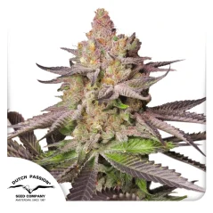 Dutch Passion Seminte de canabis Melonade Runtz® feminizate