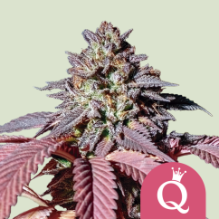 Royal Queen Seeds Sjemenke konoplje Purple Queen Feminized