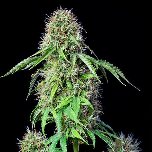 Royal Queen Seeds Cannabis Seeds Royal CBG Auto (korkea CBD)