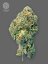 The Bulldog Seeds TB Runtz Feminizada, 3 e 5 peças