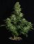 Royal Queen Seeds Семена от канабис Космос F1 Auto
