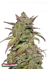 Fast Buds Kanapių sėklų kokteilis Auto