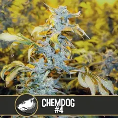 Blimburn Seeds Cannabisfrø Chemdog #4 Feminiseret