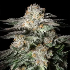 Silent Seeds Cannabis Seeds Menta Candy Nőiesített