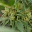 Silent Seeds Seminte de Canabis Lemon Tree Fast By Lemon Tree Feminizate