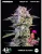 Fast Buds Graines de cannabis Kamala OG Auto