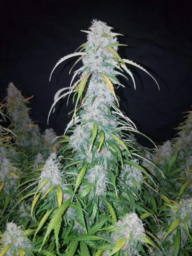 Semințe de Cannabis Fast Buds Six Shooter Auto