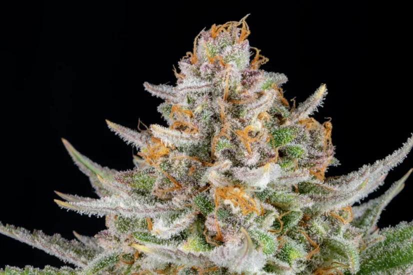 Fast Buds Cannabis Seeds Strawberry Pie Auto