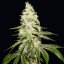 T.H.Seeds™ Cannabisfrø Mont Blanc, 6+1 specialpakke, feminiseret