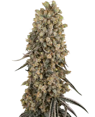Sensi Seeds Cannabis Seeds Atomic Blue Dream Feminized