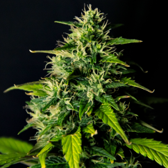 Doctor´s Choice Семена DC Cure 1:1 Auto Feminized