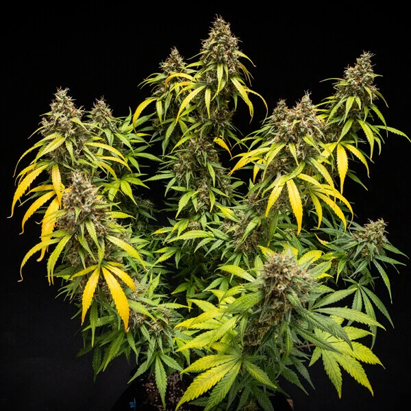 Royal Queen Seeds Seminte de canabis Triple G Auto