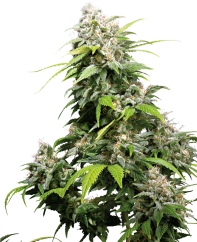 Sensi Seeds Seminte de canabis California Indica® Regular, 10 buc
