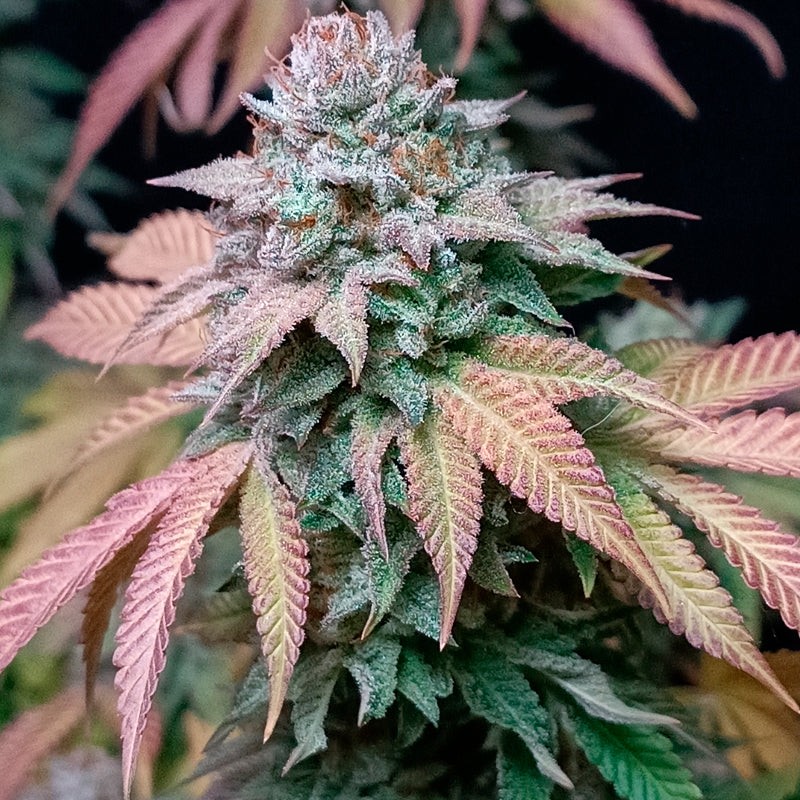 Silent Seeds Seminte exotice de canabis Gorilla Frost feminizate