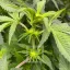 Blimburn Seeds Hanfsamen Girl Scout Cookies Feminisiert